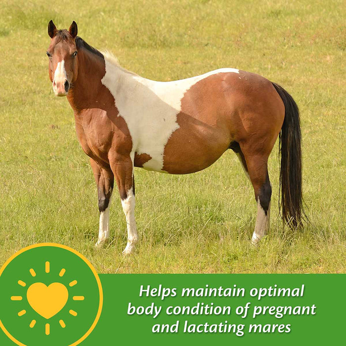 Mare Plus Gestation and Lactation Supplement - FAMS - 5 lb Mare Plus Gestation and Lactation Supplement - 3