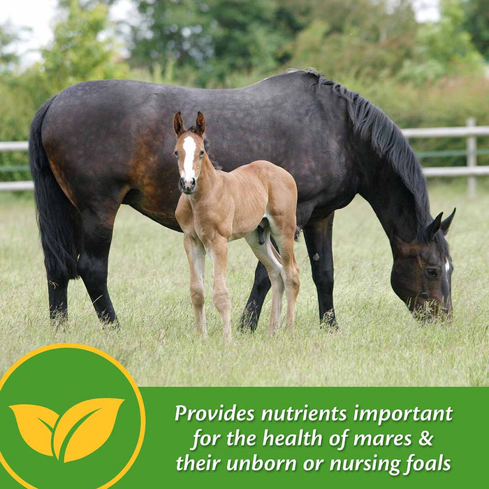 Mare Plus Gestation and Lactation Supplement - FAMT - 7.5 lb Mare Plus Gestation and Lactation Supplement - 12