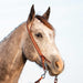 Martin Saddlery Buckstitched Leather Ranahan Headstall - CR1WL - Brown - Horse - 4