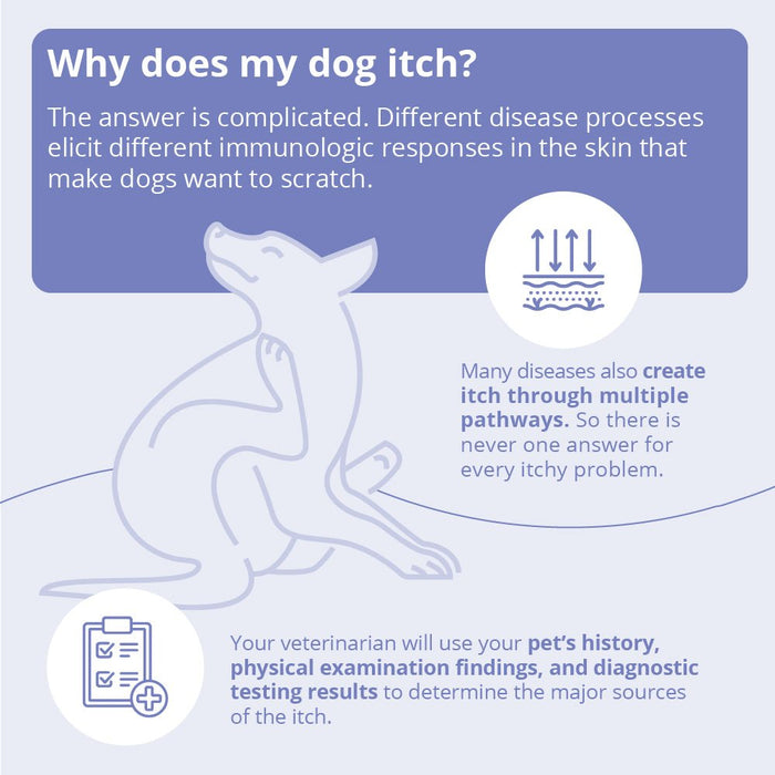 MiconaHex+Triz Medicated Antifungal & Antibacterial Shampoo for Dogs, Cats & Horses - 013DP-73084 - 8 oz - 6