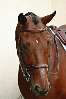 Nunn Finer Caterina Hunter Bridle, Brown - Jeffers - Horse Supplies > Horse Tack > Bridles & Headstalls