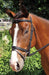 Nunn Finer 'Gifted' Dressage Bridle, Black - Jeffers - Horse Supplies > Horse Tack > Bridles & Headstalls