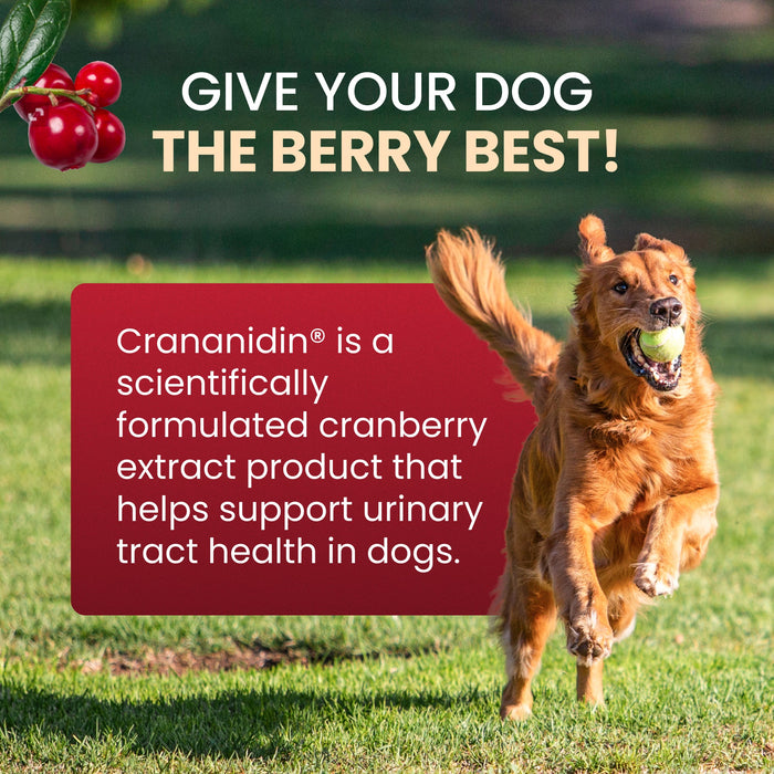Nutramax Crananidin - Cranberry Extract Urinary Tract Health Supplement for Dogs, 75 Chewable Tablets - 2FWU-2 - 75 Chewable Tablets - 2 pk - 8