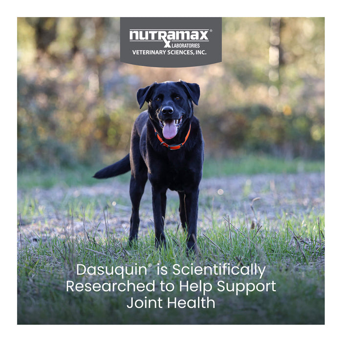 Nutramax Dasuquin for Dogs, Joint Health Supplement, Glucosamine, Chondroitin, ASU and More, Soft Chews - 015NM-LG-150 - Large - 150 count - 23