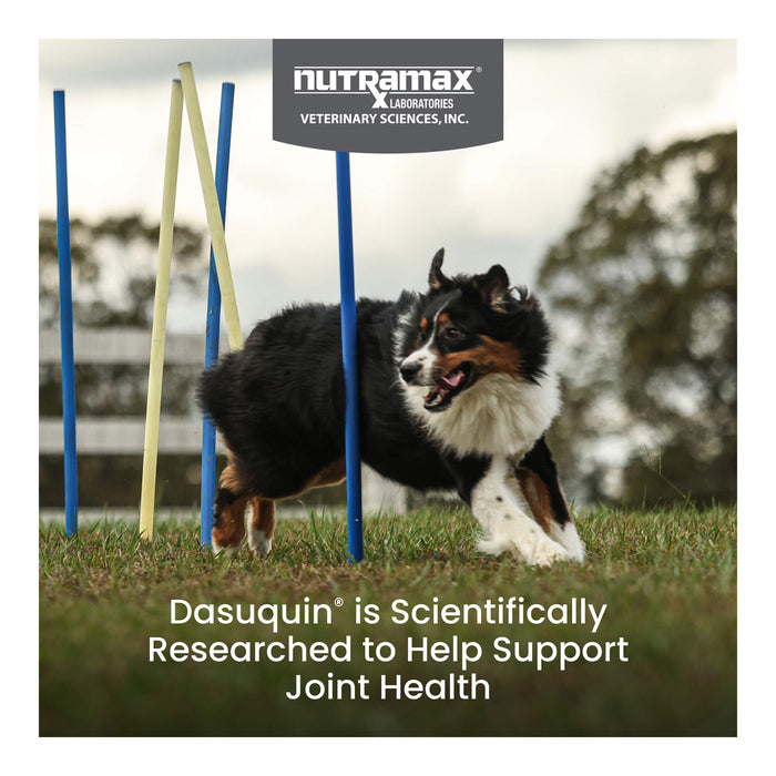 Nutramax Dasuquin for Dogs, Joint Health Supplement, Glucosamine, Chondroitin, ASU, MSM and More, Supports Healthy Joints, Soft Chews - 2FAF-2 - Large - Over 60 lbs - 2 pk (150 ct) - 12