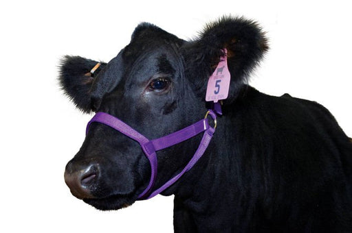 Nylon Cow Halter - Yearling (450 - 750 lb) - Jeffers - Cattle Supplies > Cattle Supplies