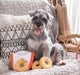 Onion Rings Puzzle Hunter - Jeffers - Dog Supplies > Dog Toys