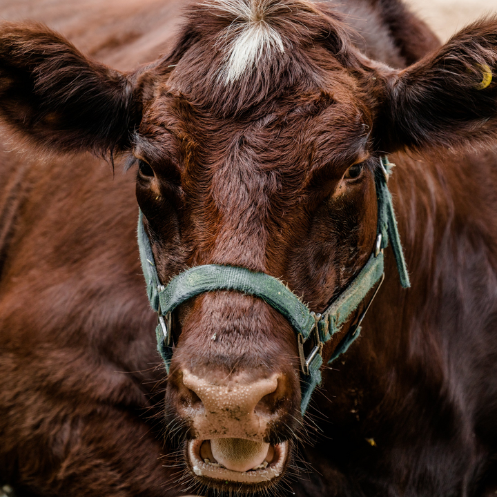 Quality Livestock Supplies Online — Jeffers