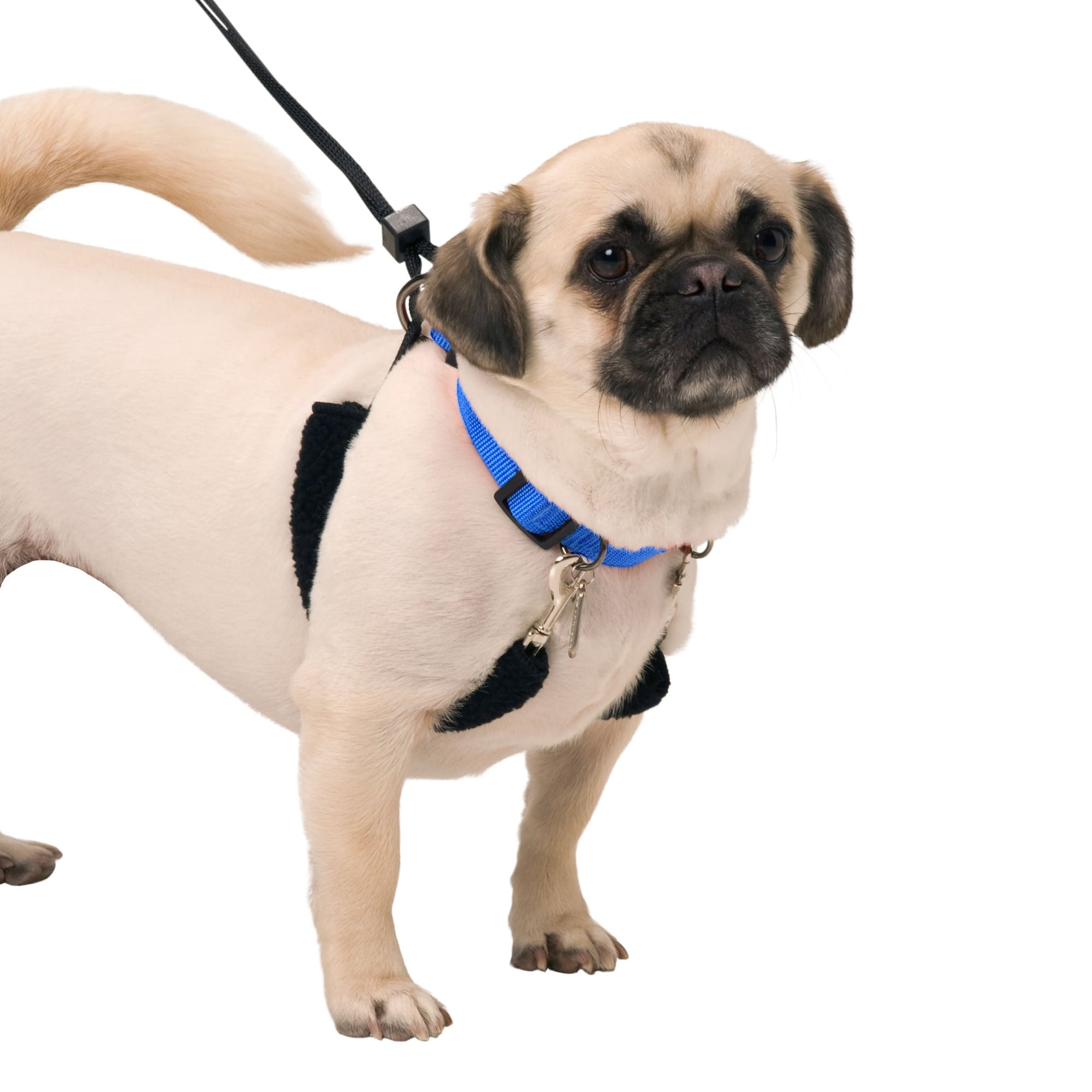 Original Sporn Training Halter for Dogs, Blue — Jeffers