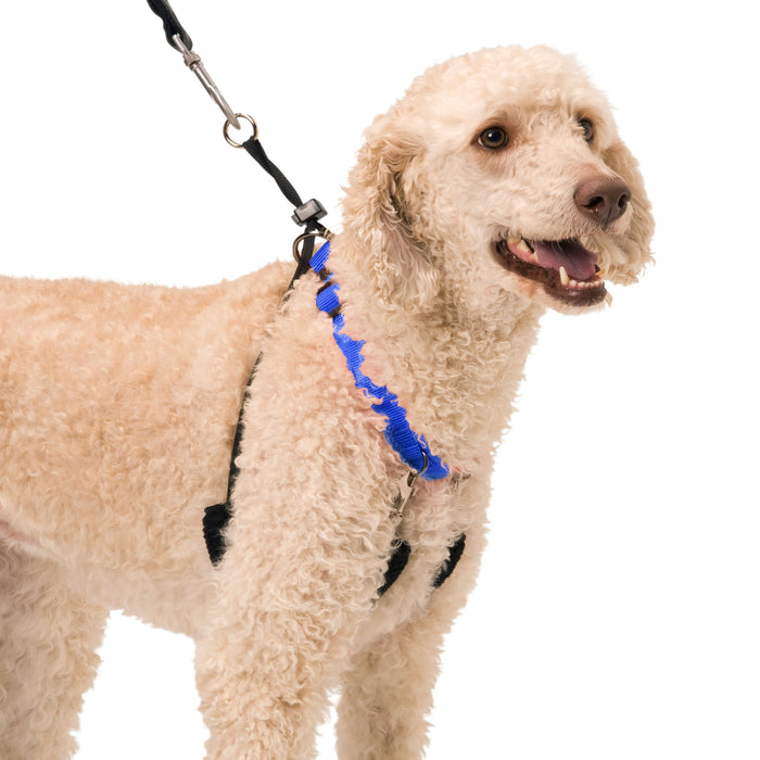 Original Sporn Training Halter, Blue - Jeffers - Dog Supplies > Dog Apparel > Dog Collars, Harnesses, & Leashes