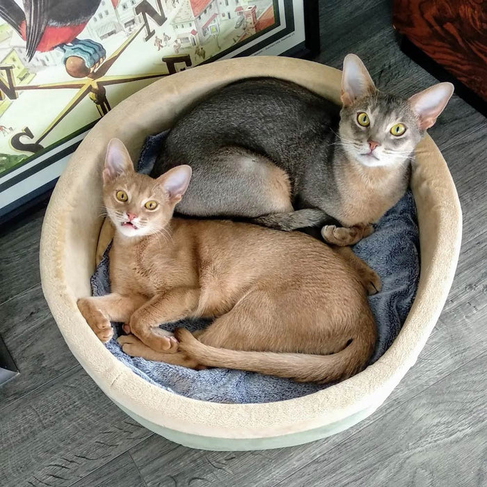 K&H Pet Products Thermo-Kitty Bed Indoor Heated Cat Bed Color Green