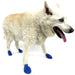 PawZ Dog Boots (12-pack) - Medium PawZ Dog Boots, (Blue, 3")  