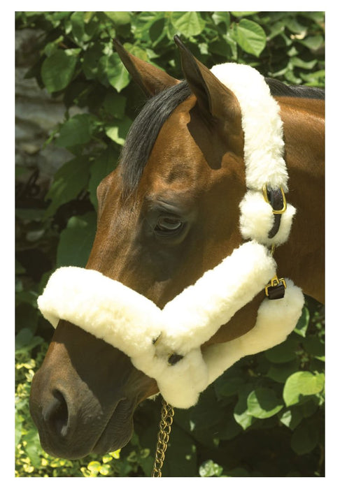 Perri's Genuine Sheepskin Shipping Halter, Havana/Natural - Jeffers - Horse Supplies > Horse Tack > Horse Halters