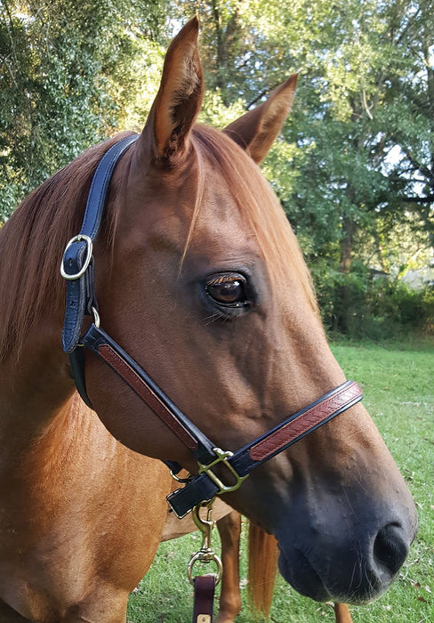 Perri's Leather Overlay Halter, Black/Brown - Jeffers - Horse Supplies > Horse Tack > Horse Halters