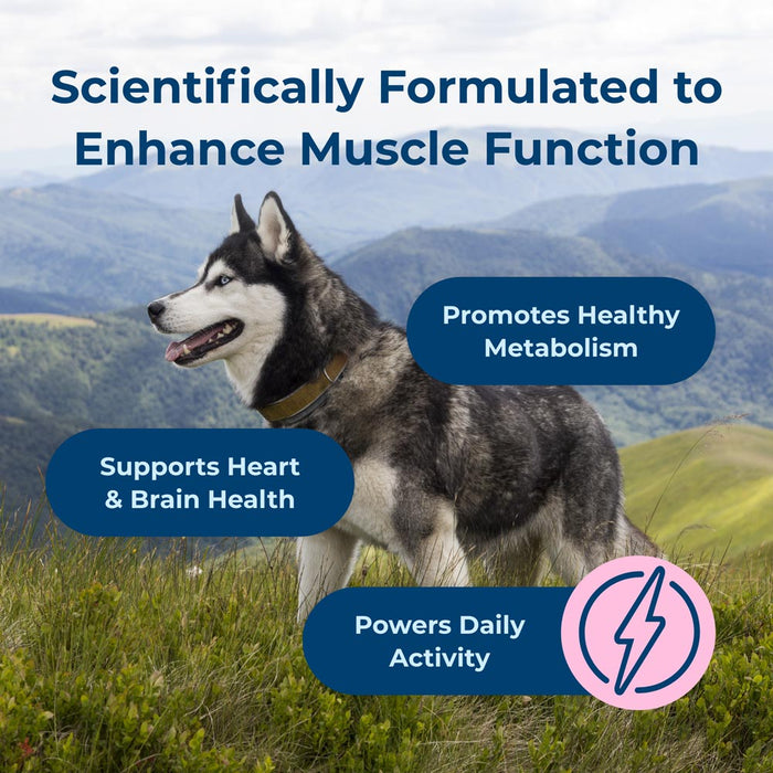 PetAg Dyne Endurance & Vitality Soft Chews for Dogs – Chicken Liver Flavor, 60 Count - B7ZT - Chicken Liver - 60 Soft Chews - 5