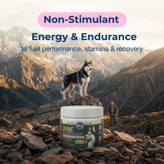 PetAg Dyne Endurance & Vitality Soft Chews for Dogs – Chicken Liver Flavor, 60 Count - B7ZT - Chicken Liver - 60 Soft Chews - 9