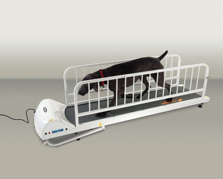 Jeffers Pet : GoPet PetRun Large Breed Dog Treadmill