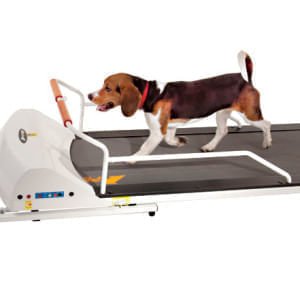 GoPet PetRun Small Medium Breed Dog Treadmill — Jeffers