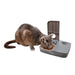 PetSafe Automatic 2 Meal Pet Feeder - Jeffers - Animal & Pet Supplies > Pet Bowls, Feeders & Waterers