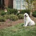 PetSafe Outdoor Dog Barking Control - Jeffers - Animal & Pet Supplies > Pet Training Aids