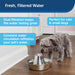 PetSafe Seaside Stainless Pet Fountain - Jeffers - Animal & Pet Supplies > Pet Bowls, Feeders & Waterers