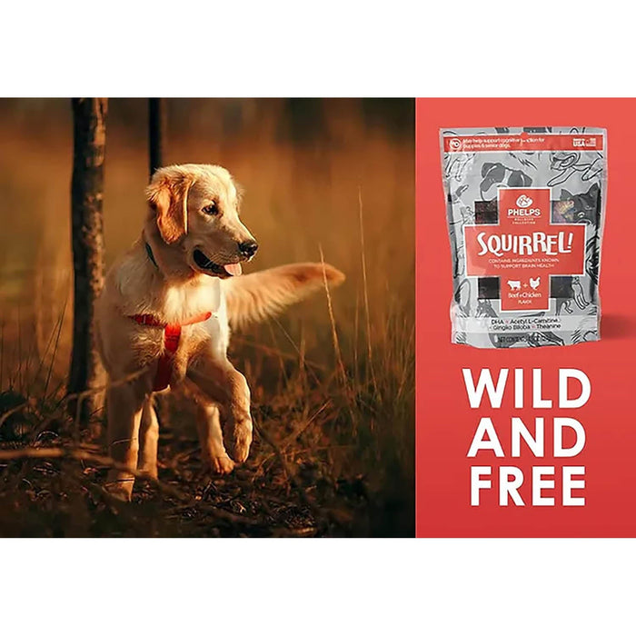 Phelps Wellness Functional Dog Chew Supplements – Calming, Digestive, Skin & Coat, Hip & Joint, Sensitive Stomach & Brain Support Treats, 4.5 oz - PH3AF - Squirrel! Brain Health - Beef - 4.5 oz - 26
