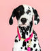 Pink Papyrus Antoinette Collar, Pink - Jeffers - Dog Supplies > Dog Apparel > Dog Collars, Harnesses, & Leashes