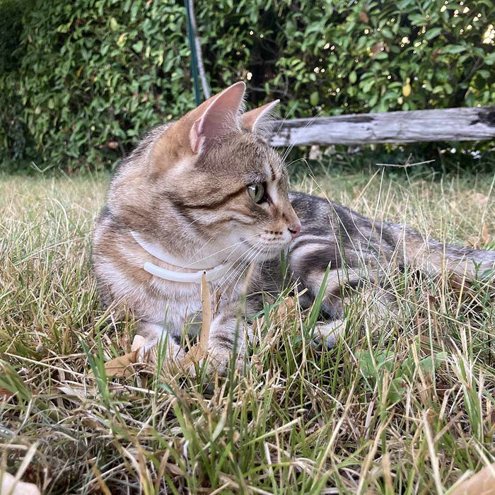 Plant - Based Natural Calming Collar for Cats - 7VWU - 8