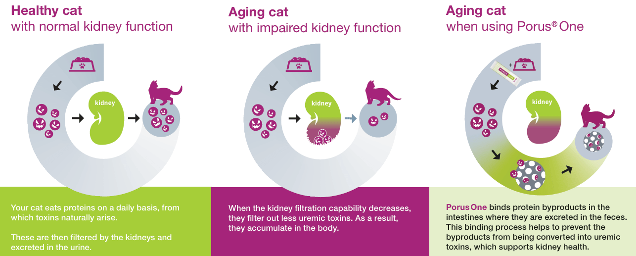 Porus One for Kidney Support in Cats, 500mg, 30 ct - 015DEC-17033 - 30ct - 2
