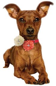 Posie Collar Slide - Jeffers - Dog Supplies > Dog Apparel