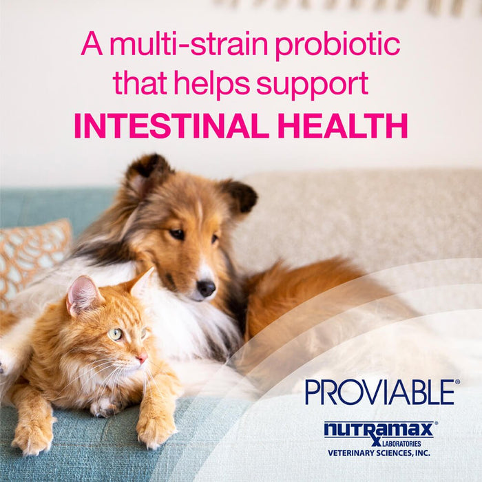 Proviable - DC for Dogs and Cats - Jeffers - Animal Health & Wellness > Vitamins & Supplements