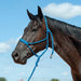 Braided Mule Tape Halter w/ 9' Lead - Blue  