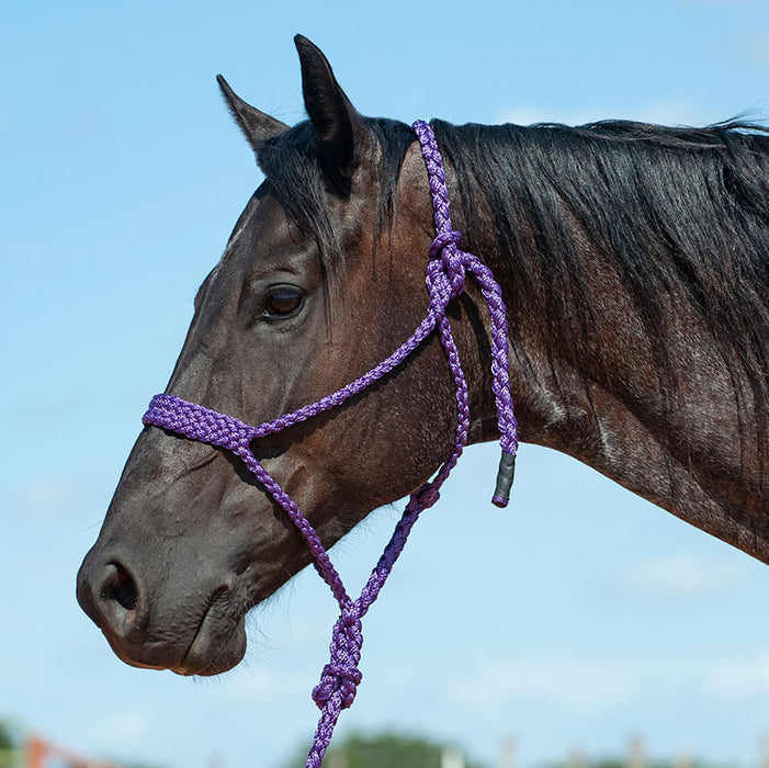 Braided Mule Tape Halter w/ 9' Lead - Purple  