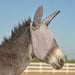 Cashel Crusader Fly Mask w/Mule Ears - Mini  