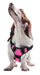 Quest Multi - Purpose Harness, XLarge - Jeffers - Dog Supplies > Dog Apparel > Dog Collars, Harnesses, & Leashes