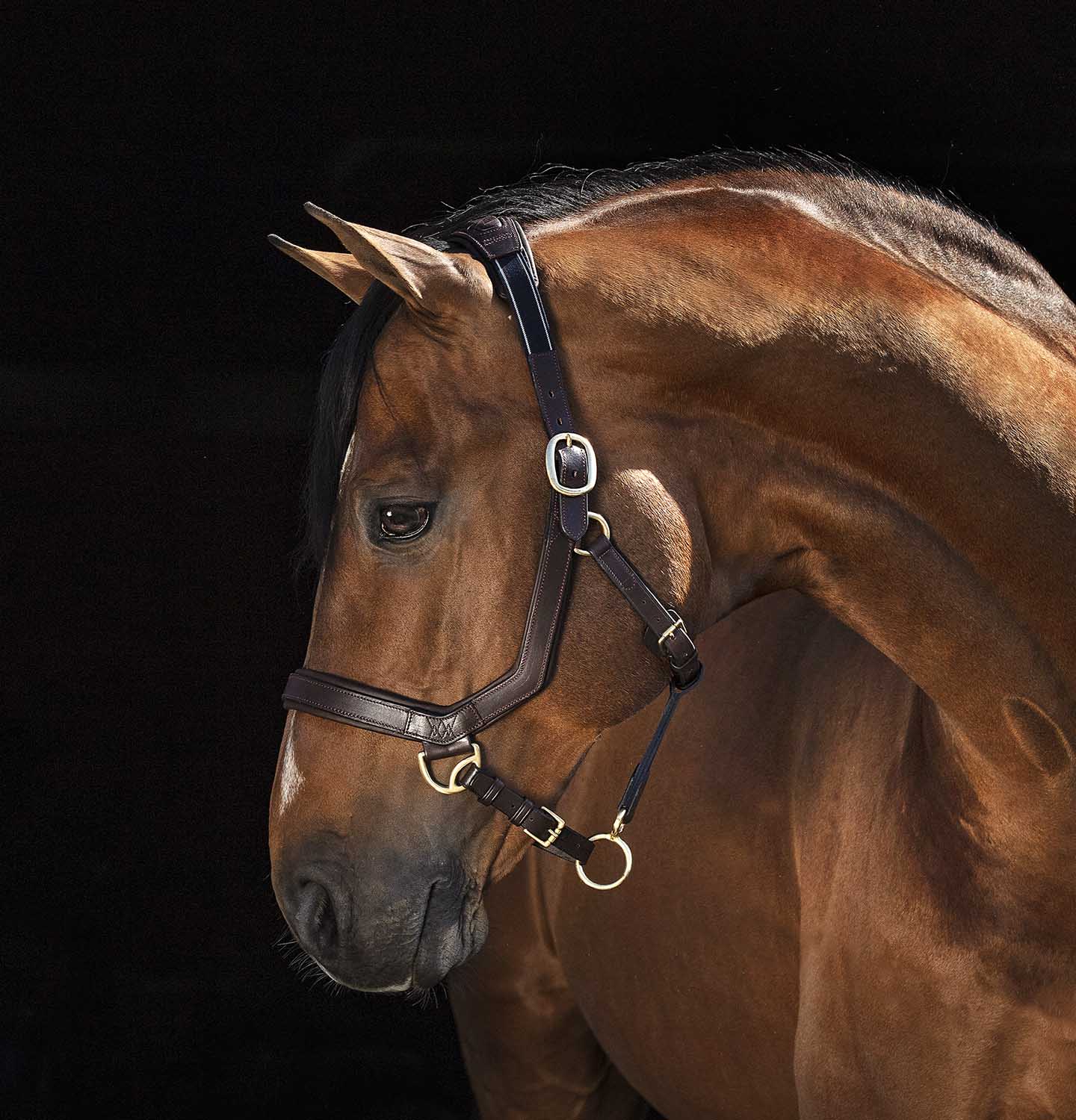 Rambo Micklem Leather Horse Halter, Black/Brown — Jeffers