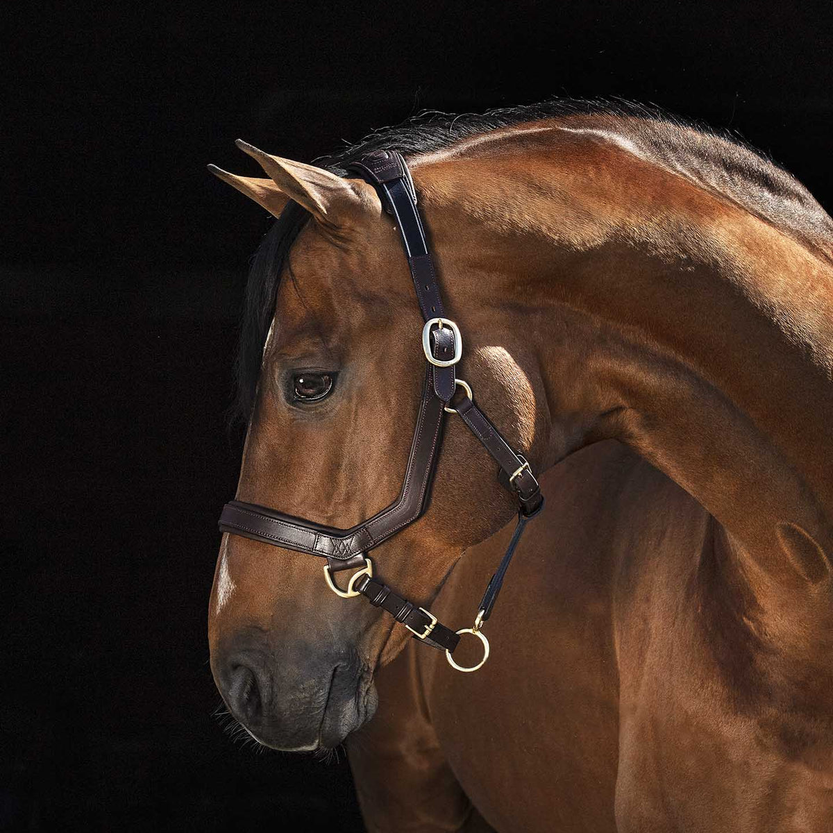 Rambo Micklem Leather Horse Halter, Black/Brown — Jeffers