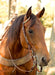 Rawhide Braided Slip Ear Headstall - Jeffers - Horse Supplies > Horse Tack > Bridles & Headstalls