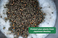 Rescue! Japanese Beetle Refill - Jeffers - Farm & Ranch Supplies > Pest Control