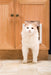 Cat Flap Pet Door - 