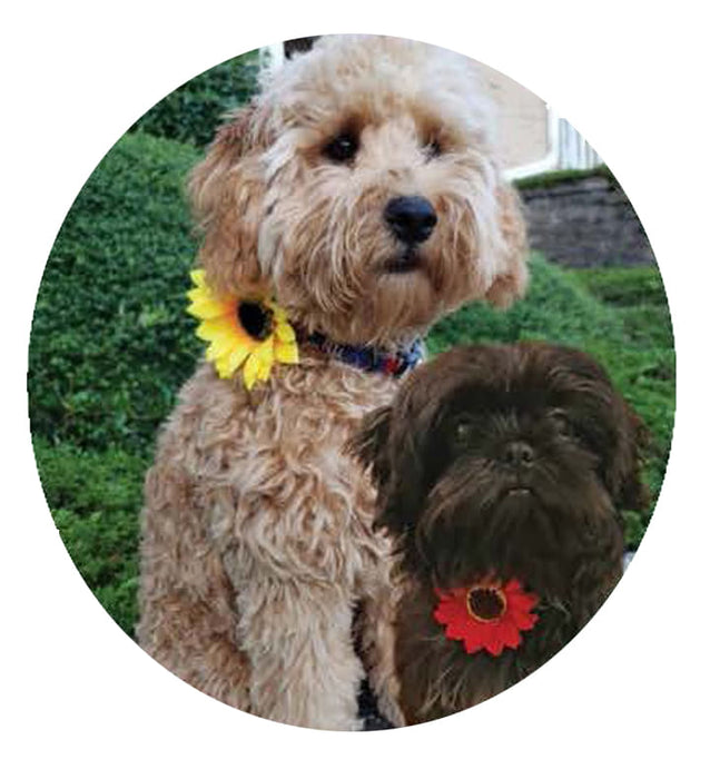 Sunflower Collar Slide - 2-pk XS/S Sunflower Collar Slide (1 Red, 1 Yellow)  