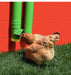 High End Hen Poultry Feeder & Waterer -   