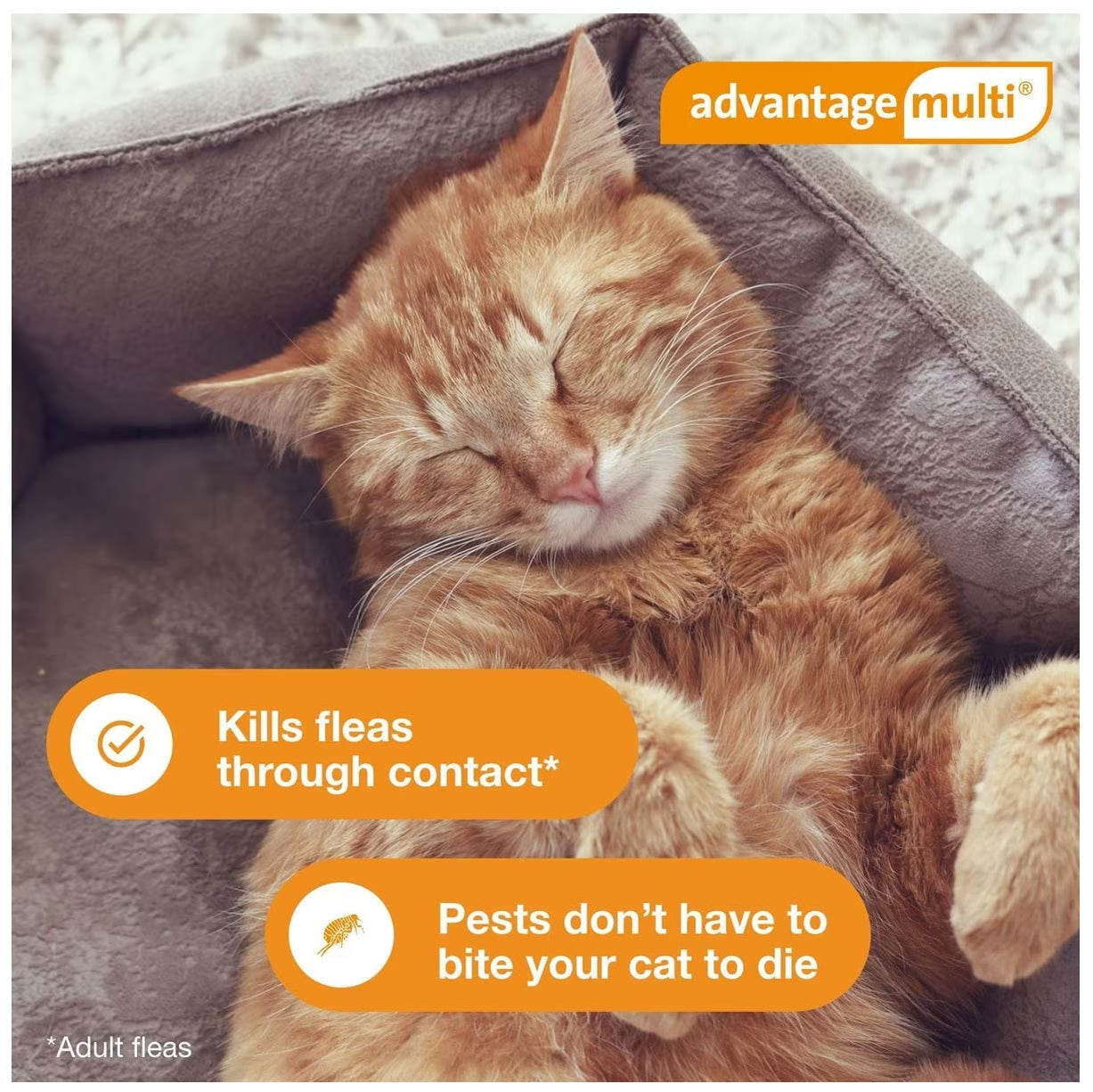 Cat Rx Rx Advantage Multi for Cats for Flea and Tick Treatment — Jeffers
