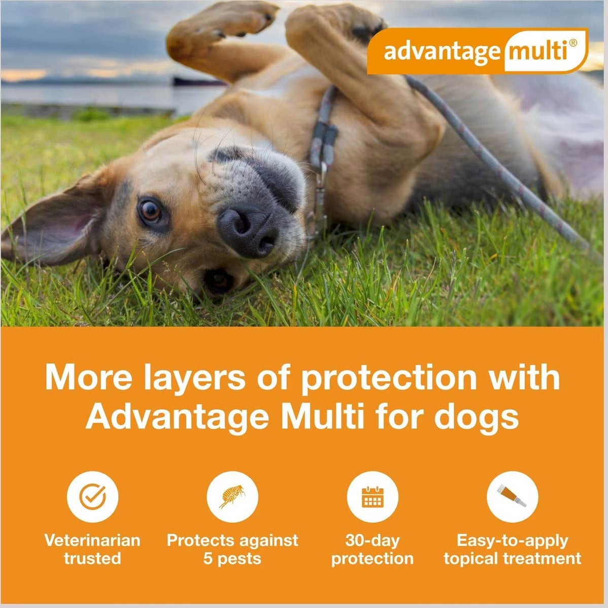 Rx Advantage Multi for Dogs Flea & Tick Control — Jeffers