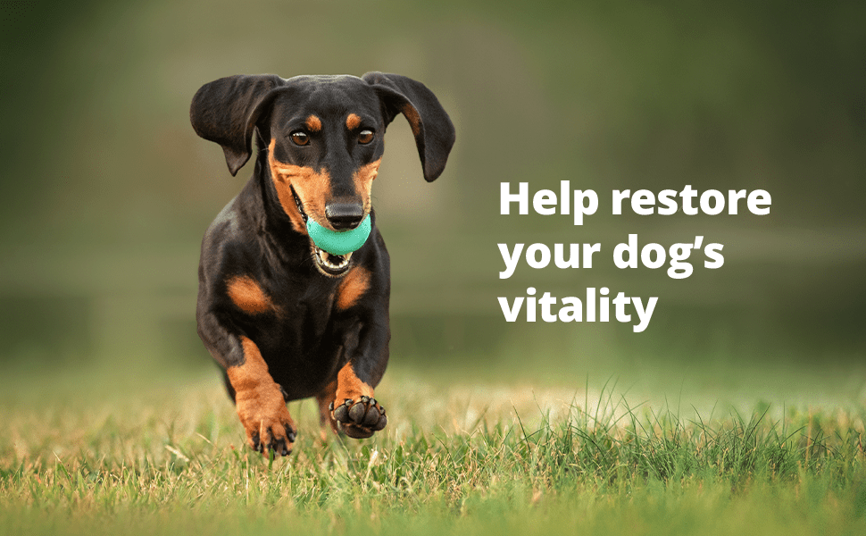 Rx Vetoryl (trilostane) Capsules for Dogs - 012DV833-20 - 20 mg - 30 capsules - 17