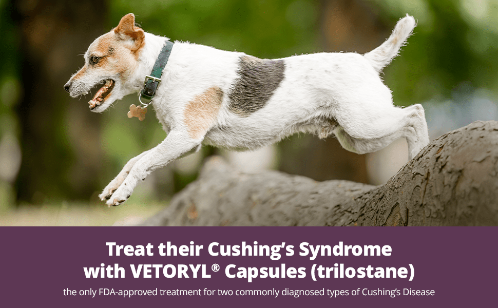 Rx Vetoryl (trilostane) Capsules for Dogs - 012DV833-20 - 20 mg - 30 capsules - 15