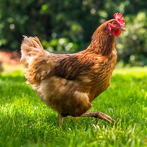 Safe - Guard AquaSol Dewormer for Backyard Chickens, 3ml - I6W4 - 3mL - 1 ct - 8