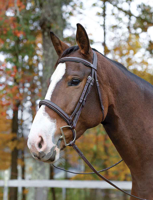 Shires Avignon Ocala Bridle, Havana