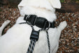 Sporn Big Dog Halter, Black - Jeffers - Dog Supplies > Dog Apparel > Dog Collars, Harnesses, & Leashes