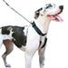 Sporn Big Dog Halter, Black - Jeffers - Dog Supplies > Dog Apparel > Dog Collars, Harnesses, & Leashes